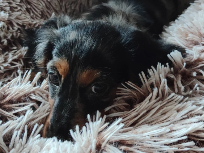 Dachshund puppy for sale