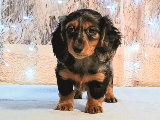 Dachshund puppy for sale