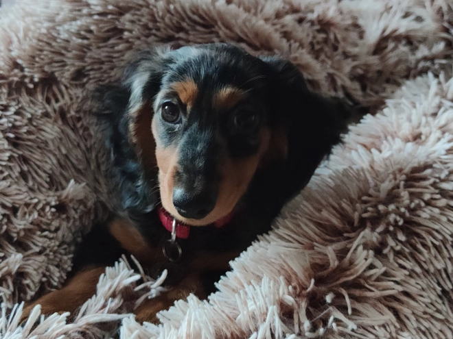 Dachshund puppy for sale