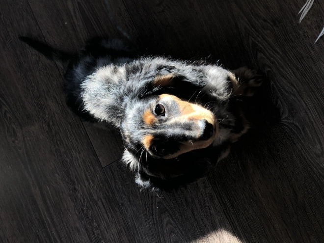 Dachshund puppy for sale