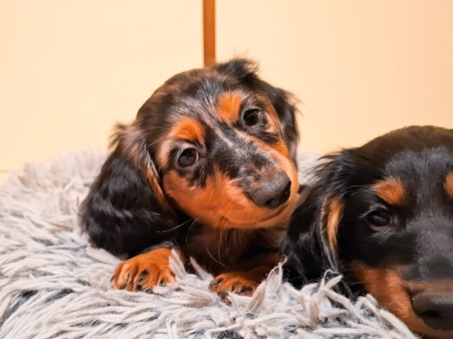 Dachshund puppy for sale