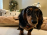 Adele - miniature - Dackel, EuroPuppy review from Niederlande