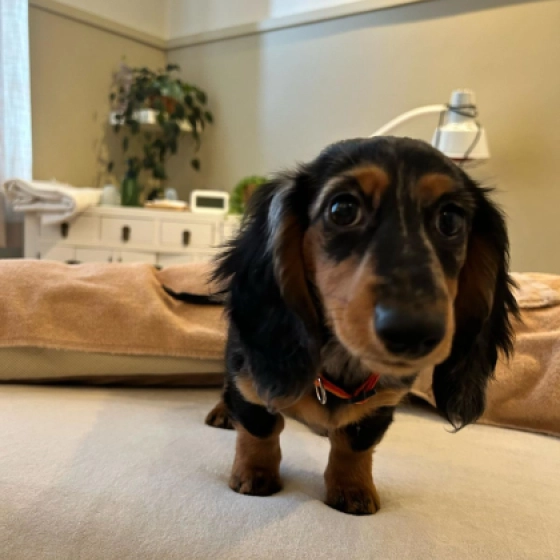 Adele - miniature - Dackel, EuroPuppy review from Niederlande
