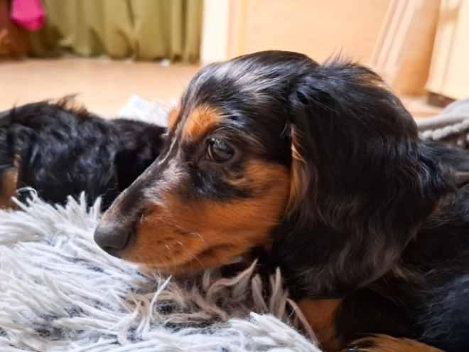 Dachshund puppy for sale