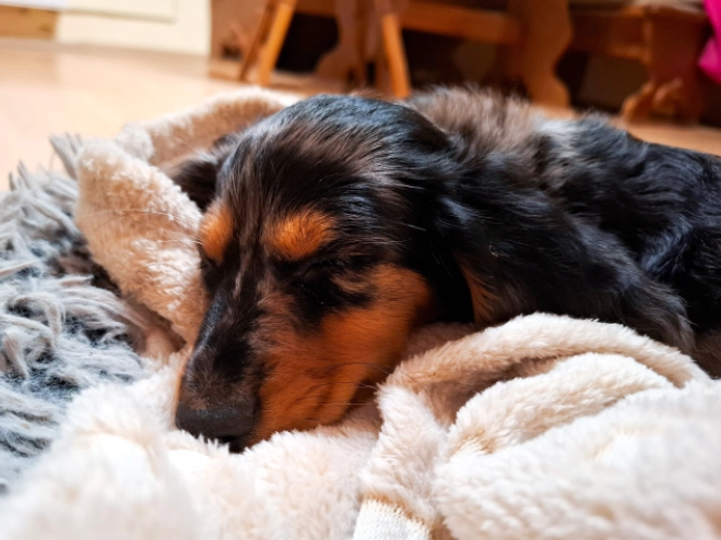 Dachshund puppy for sale