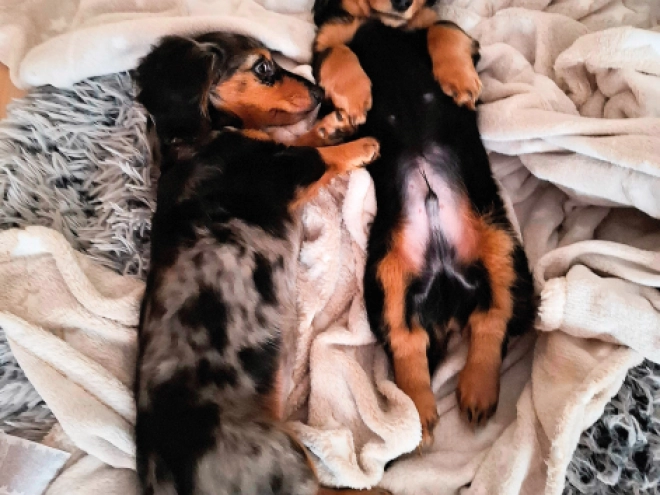 Dachshund puppy for sale