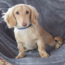 Athos, cream Dachshund for sale