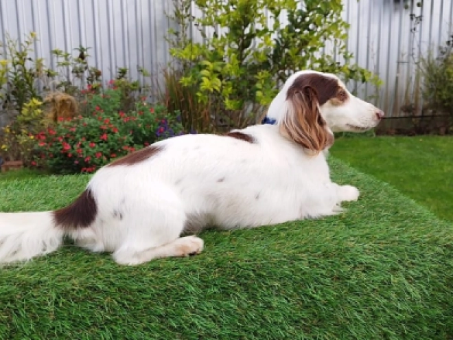 Dachshund puppy for sale