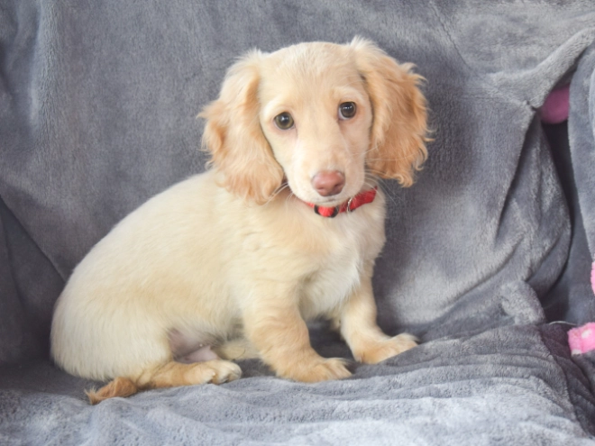 Dachshund puppy for sale