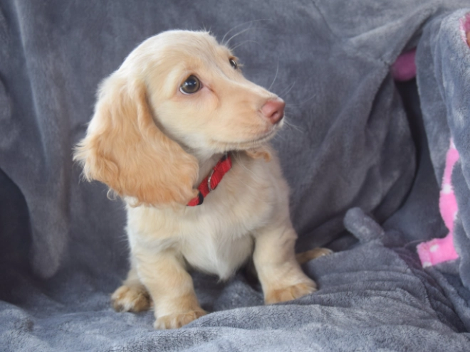 Dachshund puppy for sale