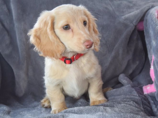 Dachshund puppy for sale