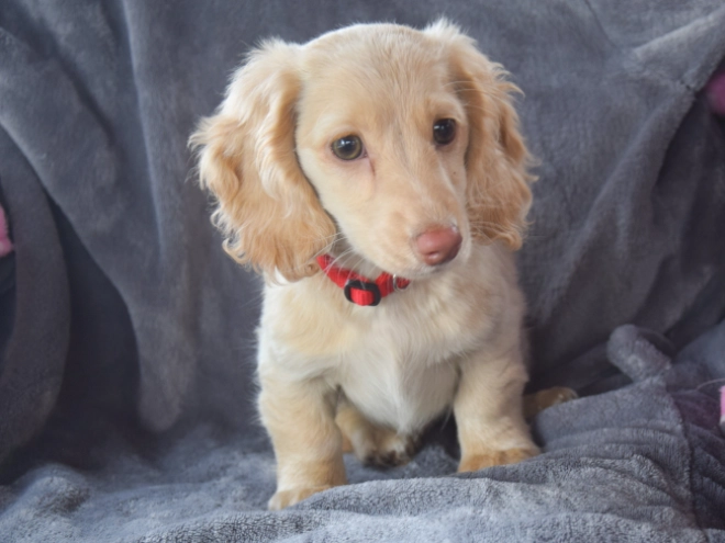 Dachshund puppy for sale
