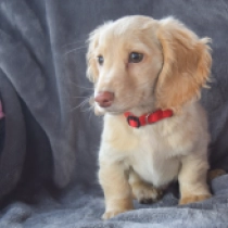 Pepper, cream Dachshund for sale