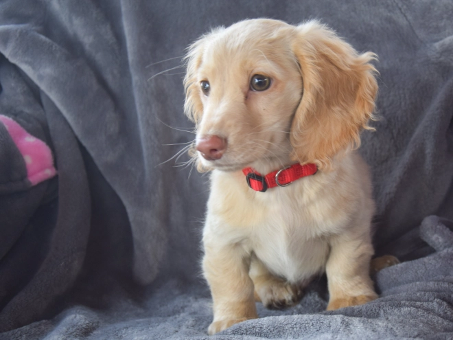 Dachshund puppy for sale