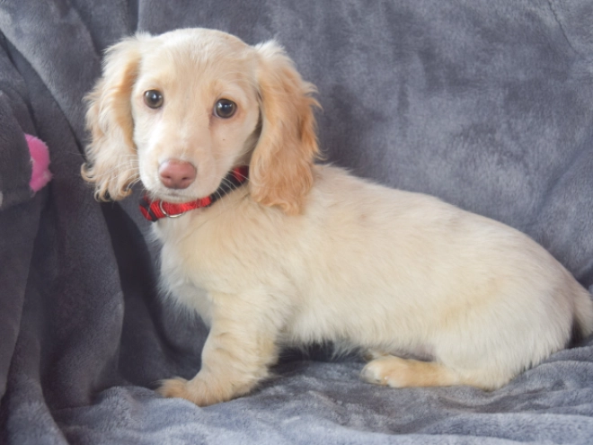 Dachshund puppy for sale