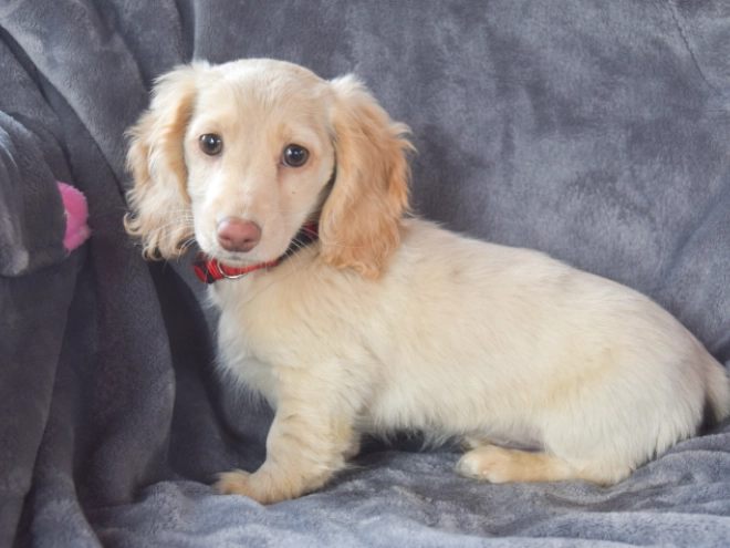 Dachshund puppy for sale