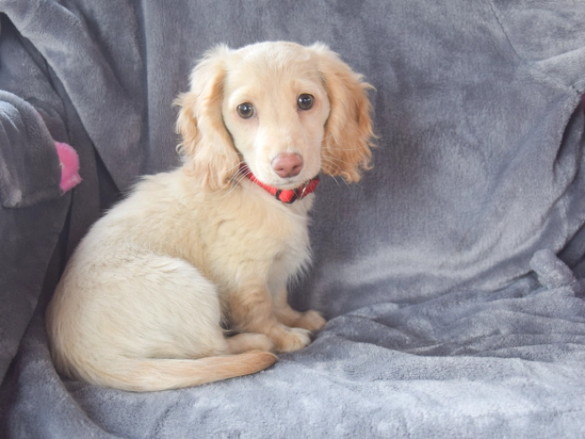 Dachshund puppy for sale