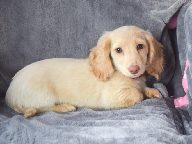 Dachshund puppy for sale