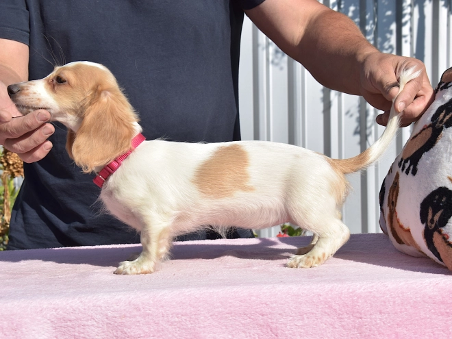 Dachshund puppy for sale
