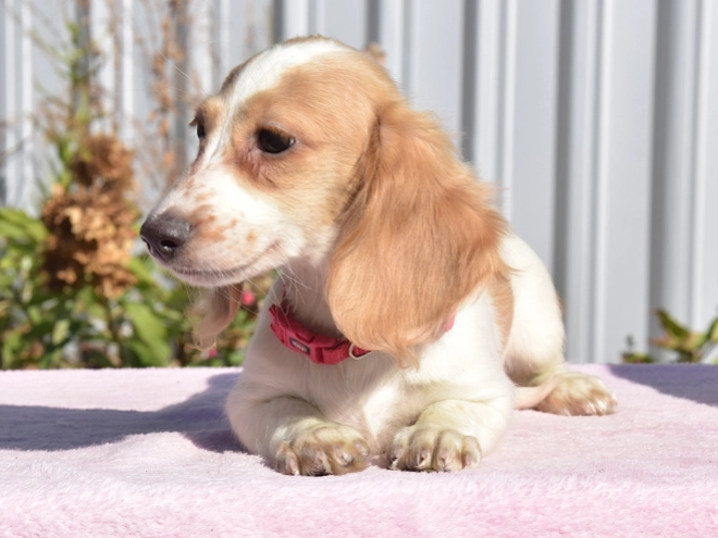 Dachshund puppy for sale