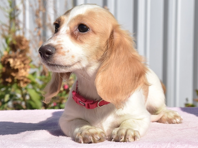 Dachshund puppy for sale