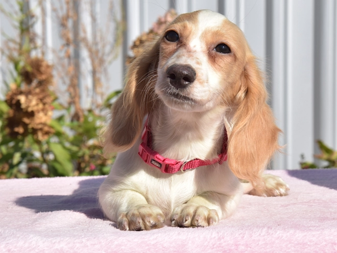 Dachshund puppy for sale