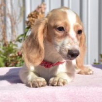 Hiccup – miniature,  Dachshund for sale