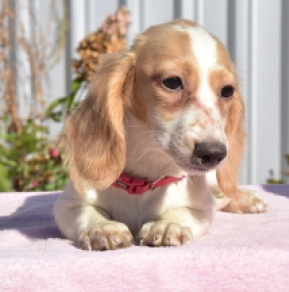 Dachshund puppy for sale
