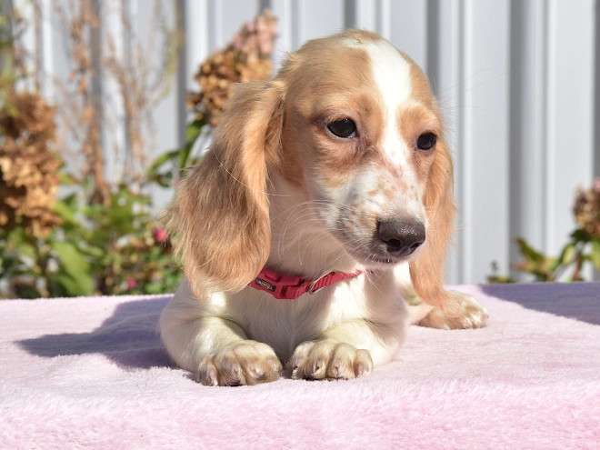 Dachshund puppy for sale