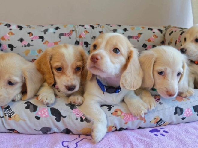 Dachshund puppy for sale