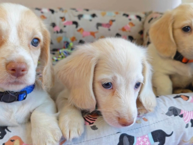 Dachshund puppy for sale