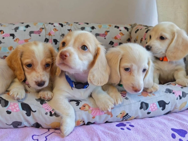 Dachshund puppy for sale