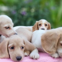 Unique litter! – miniature,  Dackel Welpen kaufen