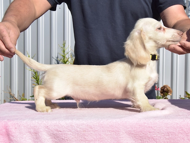 Dachshund puppy for sale