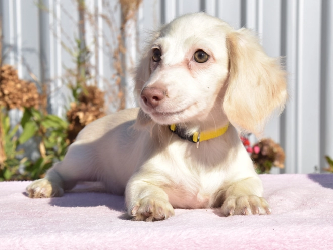 Dachshund puppy for sale