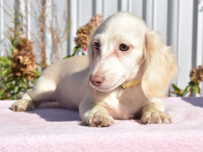 Dachshund puppy for sale