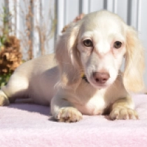 Adolph – miniature,  Dachshund for sale