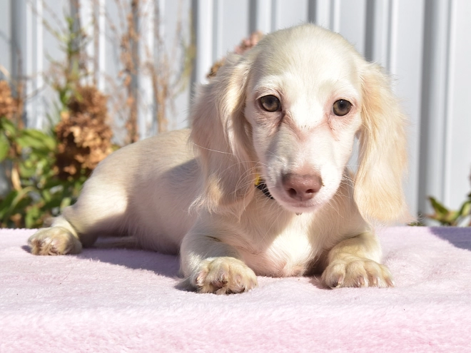 Dachshund puppy for sale