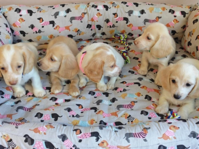 Dachshund puppy for sale