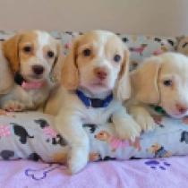 Unique litter! – miniature,  Dachshund for sale