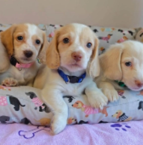 Dachshund puppy for sale