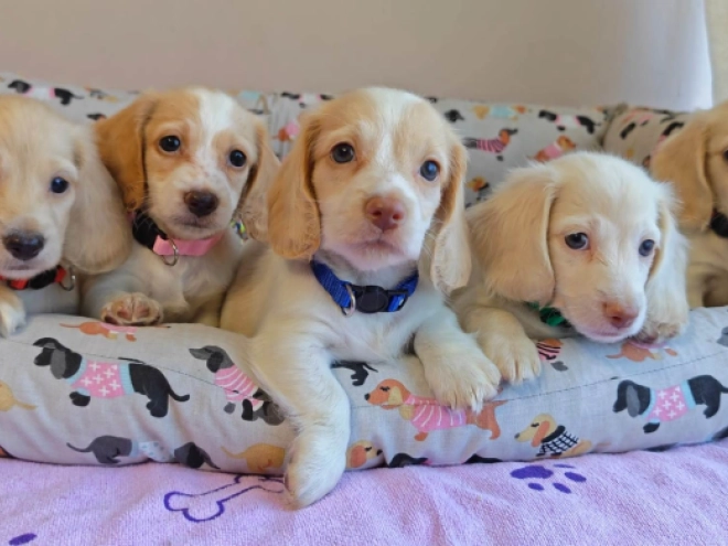 Dachshund puppy for sale
