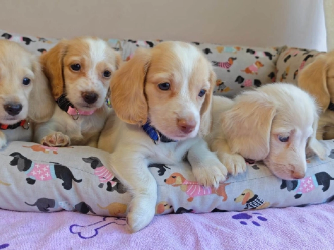 Dachshund puppy for sale