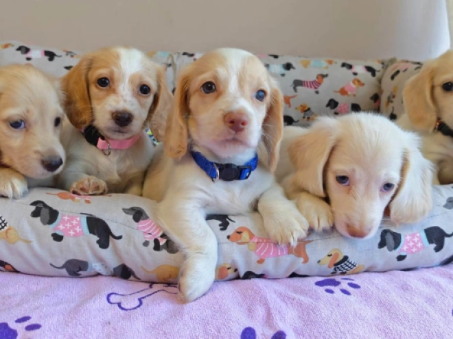 Dachshund puppy for sale