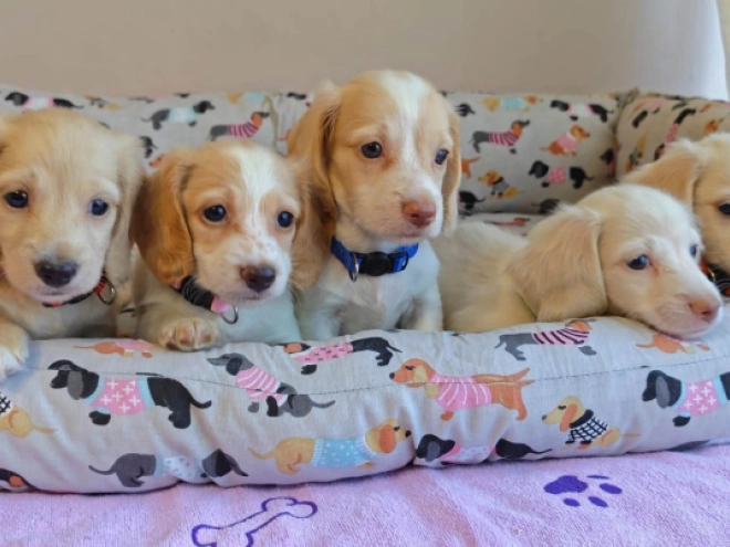 Dachshund puppy for sale