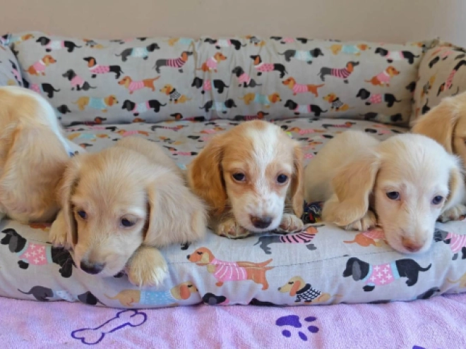 Dachshund puppy for sale