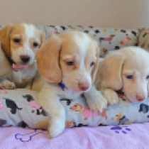Unique litter! – miniature,  Dachshund for sale