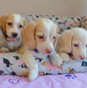 Dachshund puppy for sale