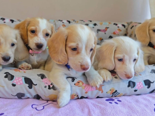 Dachshund puppy for sale