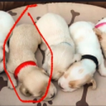 Pepper – miniature, cream Teckel en venta